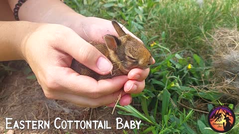 Eastern Cottontail Bunny