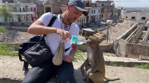 Monkey giving water to a thirsty man