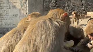 Monkeys Enjoy Eating Boiled Potatoes