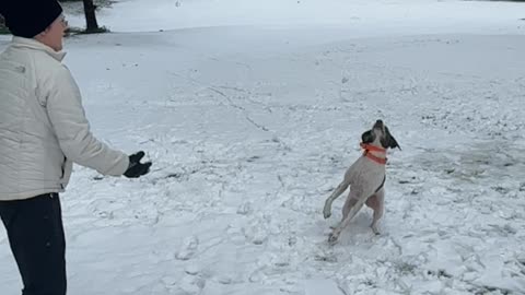 Stella loves the snow!