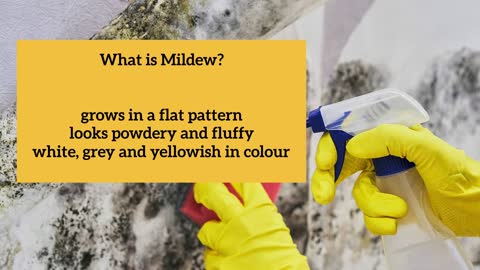 Mildew Vs. Mold: Know The Difference Before Stating To Clean!