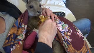 Baby Kangaroo Recovers from Carwoola Bushfire