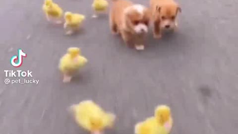 Little dogs duck 🦆 race