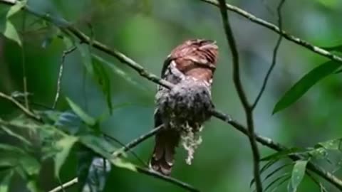 Bird In The Tree #Bird_In_The_Tree #animals_Nuture #Bird #frogmouth #philipinefrogmouth