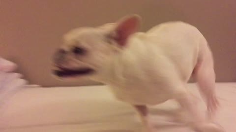 French Bulldog has perfect reaction for walk time