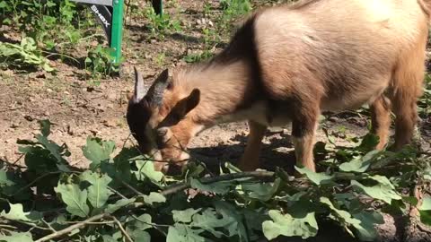 GOAT SNACK TIME