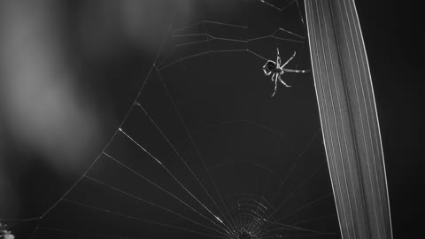 Spider Spinning in its Web