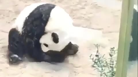 somersaulting panda - somersaulting gaming