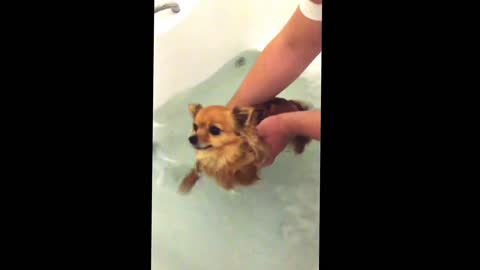 Cute chihuahua learning ho to swim