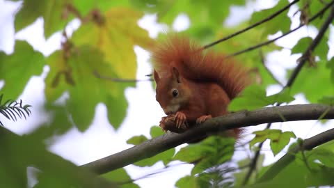 Cute Red Squirrel eats a nut (walnut) funny