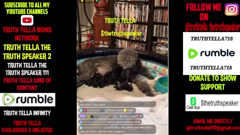 SWEETS2HAVE STANDARD POODLE GIVES BIRTH TO TWELVE PUPPIES ON LIVE