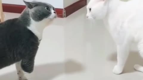 Funny cats Fight