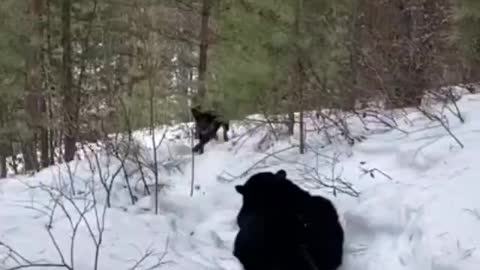 Black Panther V Rottweiler