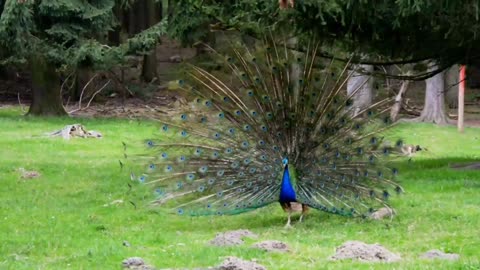 Beautiful Peacock Feathers