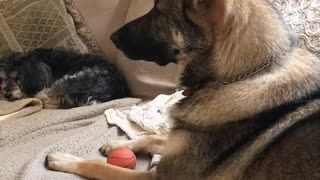 Brown dog howling at the tv sirens going off