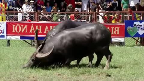 Vietnam buffalo fighting festival