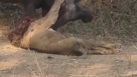 Lion-Buffalo battle
