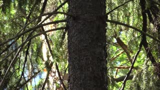 squirrel in the forest, sounds of nature