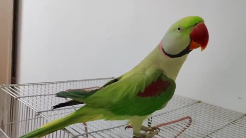 Kaccha badam Pushpa Nhi Pablo Parrot hai apni Singing ka fan p9