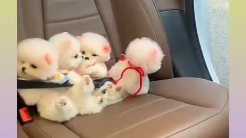 Funny and Cute Dog Video Compilation_28 _#short