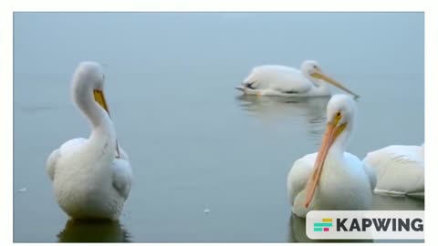 Beautiful Golden Pheasants and Wading Birds