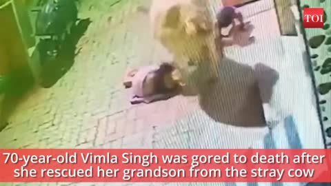 Captured on Camera: Grandmother Loses Life While Rescuing 4-year Old Child from Cow Attacked ||