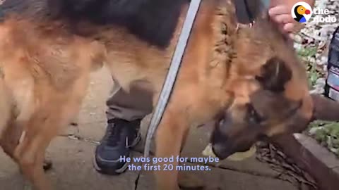 Dog Can't Stop Spinning In The Shelter Until... | The Dodo