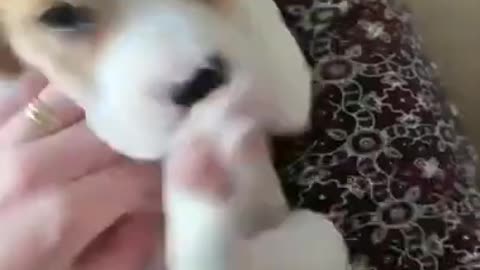 Cute Little Beagle Puppy Playing | So Cute and Adorable