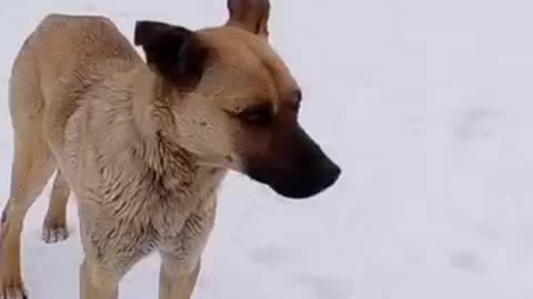 Stray Dog With Manners 🐩 #Fishing #Hunting #Stray #Dog