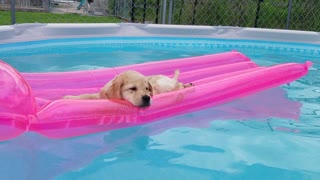 Puppy chills out on pool floatie