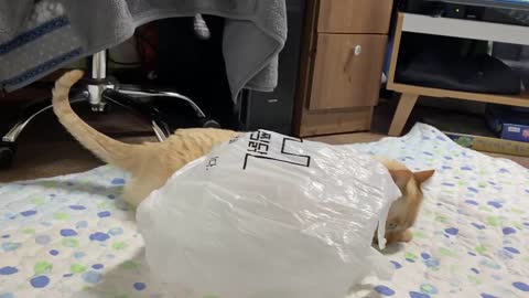 Cat and big bag