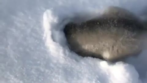 This Cute Husky Has Its Head In Snow!