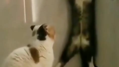 Beautiful cat playing video