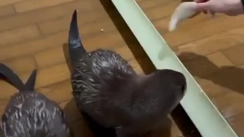 Otter is giving food to the animals.