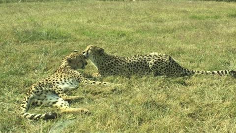 video a pair of cheetah
