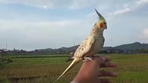 Parrots freefling