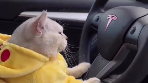 CAT DRIVING CAR SUPER FUNNY