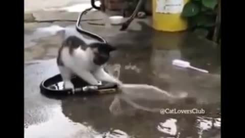 Funniest Cats 😹 - Watch this crazy and cute funny cats 😂