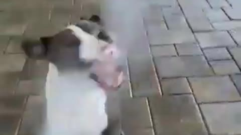 dog drinking water in the face