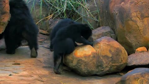 Sloth Bear Shows The Tiger Who's The Boss-2