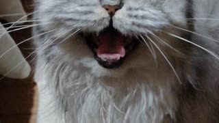 Funny cat meowing on repeat