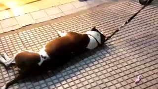 Dog being dragged in leash