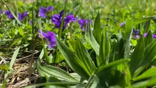 Wild Violets In Slo-Mo