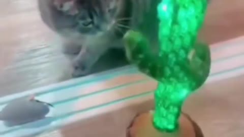 reaction of cat will surprise you