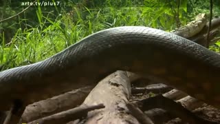 Giant Anaconda World's longest snake found in Amazon River Video