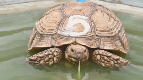 African Spurred Tortoise Eating Vegetable In A Pond