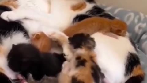 Best cat & puppy video
