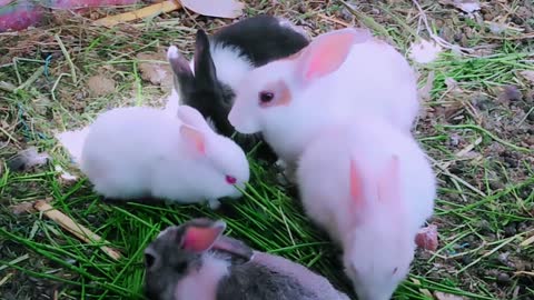 Cute Bunny Farm