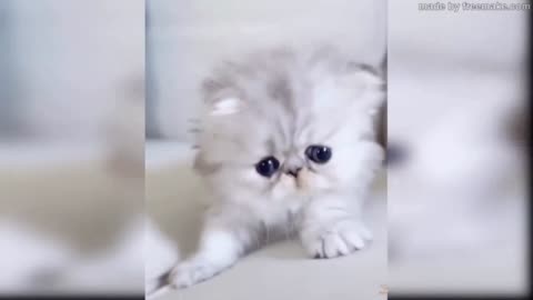 Baby Cats - Cute and Funny Cat Videos Compilation # |4 Aww Animals