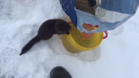 Mink in Siberia